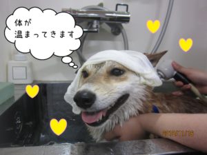 スパ中柴犬