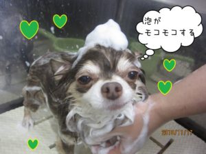 シャンプー中チワワ