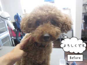 カット前トイプードル