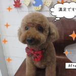 おすましトイプードル