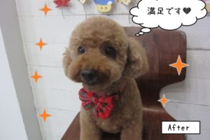 おすましトイプードル