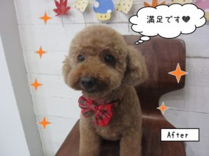 おすましトイプードル