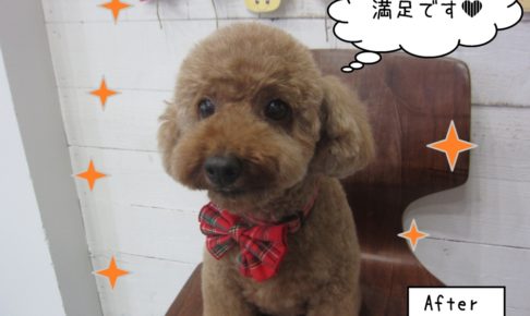 おすましトイプードル