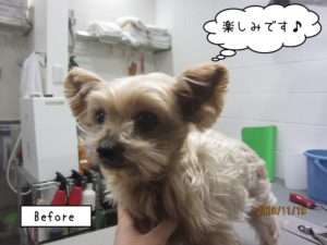 カット前ヨーキー