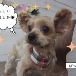 おすましヨーキー