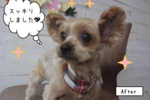 おすましヨーキー