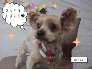 おすましヨーキー