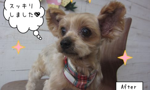 おすましヨーキー