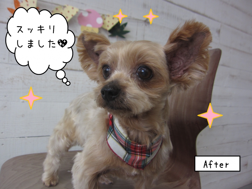 おすましヨーキー