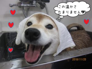 スパ中柴犬
