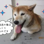 くつろぐ柴犬
