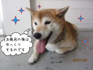 くつろぐ柴犬