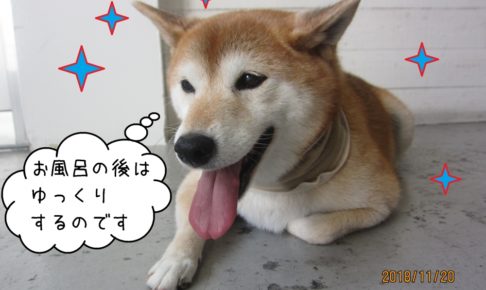 くつろぐ柴犬