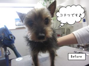 カット前ヨーキー