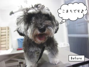 カット前Mシュナ