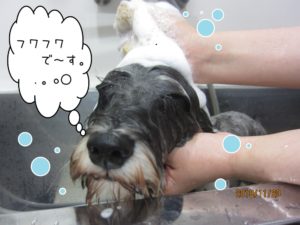 シャンプー中Mシュナ
