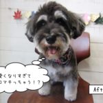 困っちゃうMシュナ