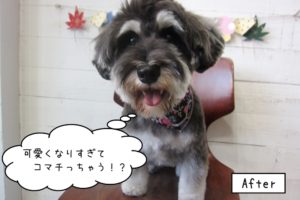 困っちゃうMシュナ