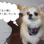 おすましチワワ