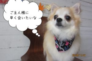 おすましチワワ