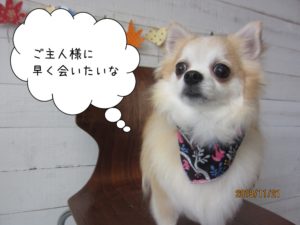 おすましチワワ