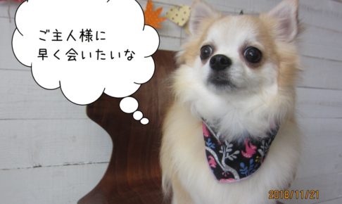 おすましチワワ