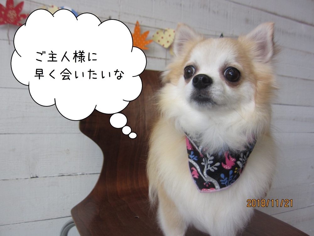 おすましチワワ