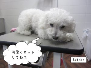 カット前トイプードル