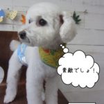 えっへんトイプードル