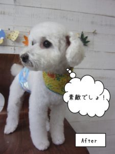 えっへんトイプードル