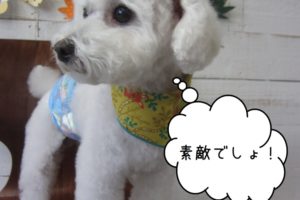 えっへんトイプードル