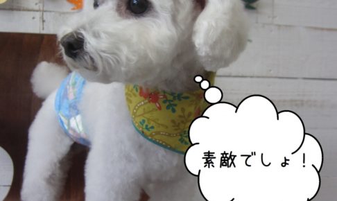 えっへんトイプードル