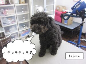 カット前トイプードル