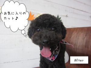 カット後トイプードル