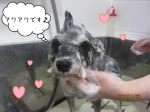 シャンプー中Mシュナ