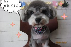 えっへんMシュナ