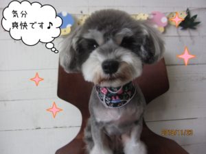 えっへんMシュナ