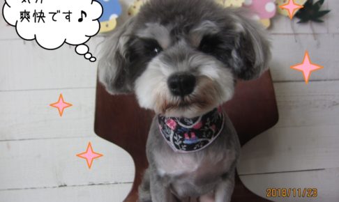 えっへんMシュナ