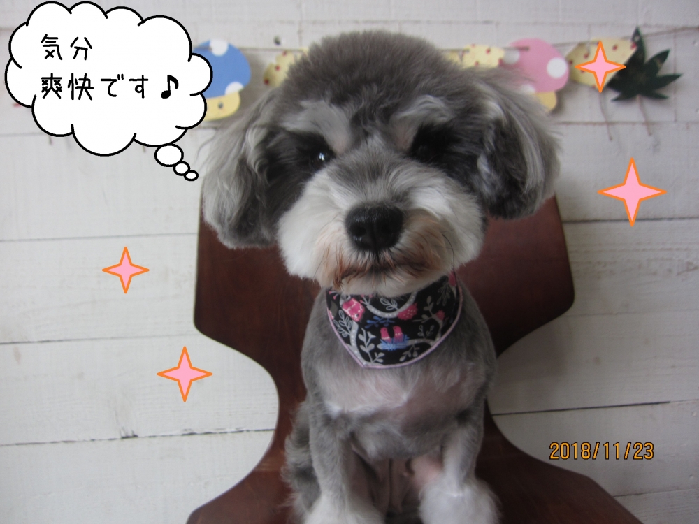 えっへんMシュナ