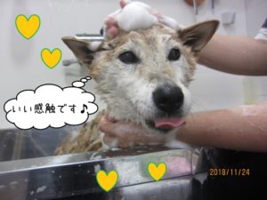 シャンプー中柴犬