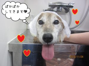 スパ中柴犬