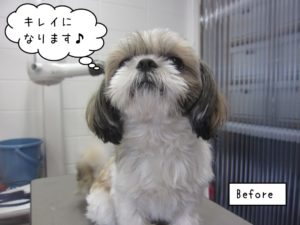 カット前シーズー