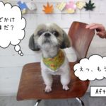 おでかけしたいシーズー