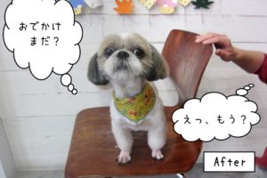 おでかけしたいシーズー