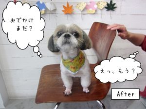 おでかけしたいシーズー