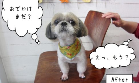 おでかけしたいシーズー