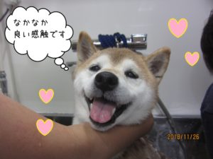 シャンプー中柴犬