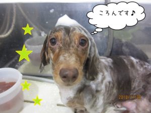 シャンプー中ミニチュアダックス