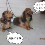 仲良しミニチュアダックス