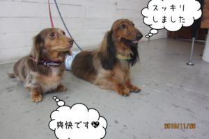 仲良しミニチュアダックス